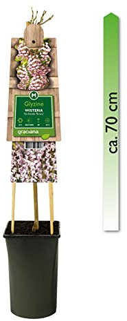 mgc24 Kletterpflanze Sichtschutz Heckenpflanze Rankpflanze Wisteria floribunda Rosea, rosafarbener japanischer Blauregen im 2l-Container 1 Pflanze