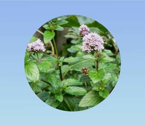 graines MENTHE POIVRE 0,02 gramme soit environ 250 graines - MENTHE PIPERITA - AROMATIQUE