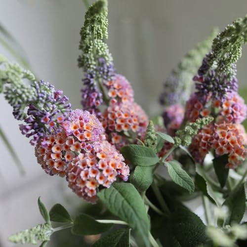 350 pcs schmetterlingsflieder winterhart samen, garten pflanzen, steingarten pflanzen sommerflieder samen - Buddleja davidii - geschenk garten, samen balkon blumen balkon, bonsai samen