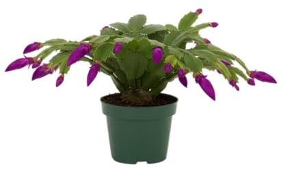 Cactus de Navidad Natural Planta Schlumbergera para Decoración DECOALIVE