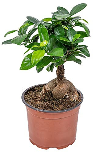 DECOALIVE Ficus Ginseng Planta Natural de Interior Ficus Retusa o Ficus Bonsái, 8436601571199