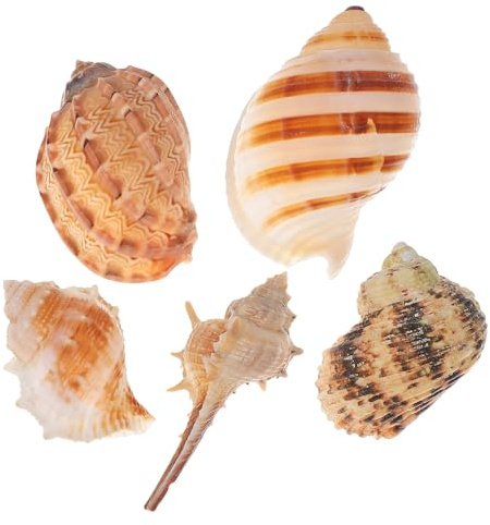 SEWOART 5 pièces Coquilles de Conque Naturelles pour Aquarium Décorations de Plage Variées pour Aménagement Paysager Accessoires pour Habitat de Crabes et Créations DIY