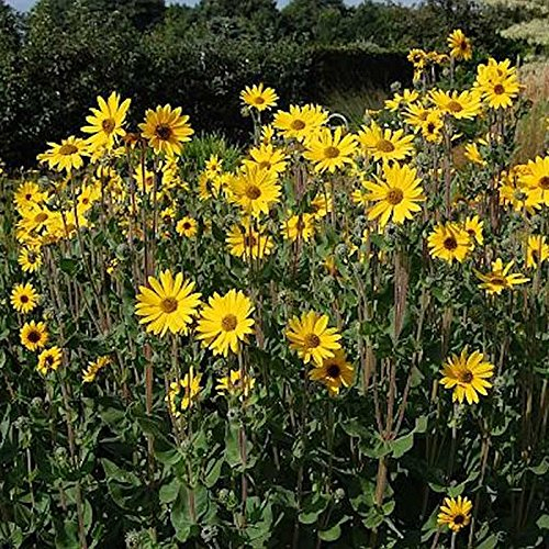 Stauden Sonnenblume Monarch - Helianthus atrorubens - lebende Gartenpflanze aus den Baumschulen