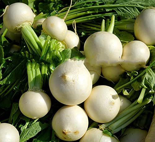 Buy4seeds Turnip Snowball 3000 Finest Seeds Easy to Grow