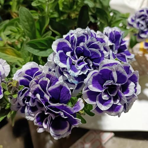 semi di petunia - rari - semi di giardino per esterno petunia ciondoli giardino balcone prato perenni resistenti esotici 350pcs
