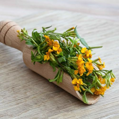 Eden Brothers Tarragon Seeds - Mexican
