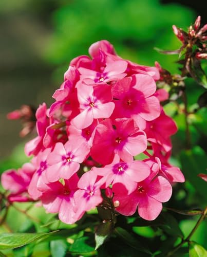 Phlox x arendsii 'Anja' ca. 11x11 cm Topf - Flammenblume, rosa Blüten, Blütezeit Juli-September, ideal für Rabatten, bienenfreundlich, pflegeleicht