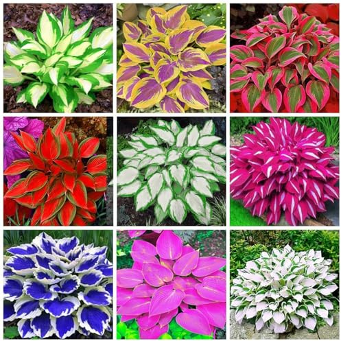 Mezcla la planta Hosta ahora, crecimiento sorpresa, decoración de jardín, no requiere riego, fácil de mantener, adecuado para otoño, 6 bombillas-C