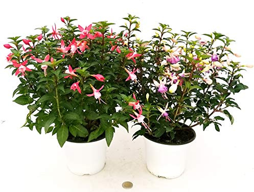 POWERS TO FLOWERS - DOUBLE FUCSIA: ROSA e VIOLA, piante vere