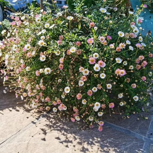 margarita española de primavera reales decoración semillas de silvestres perennes resistentes semillas perennes resistentes jardín 400pcs