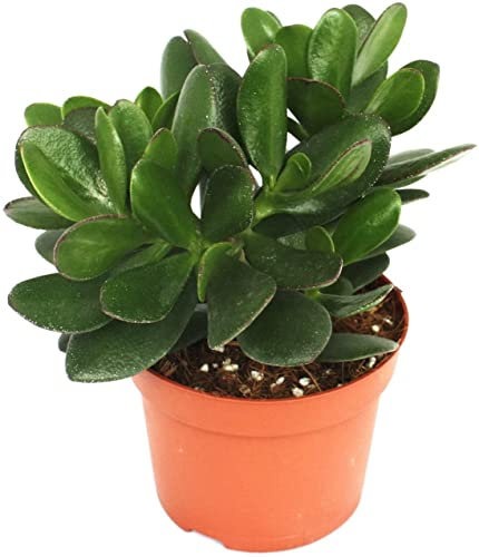 Árbol de Jade DECOALIVE Planta Crasa Natural