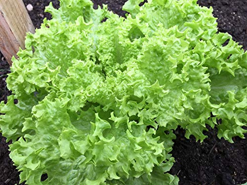 Frisee Salad Green - Endive Seeds “Green Curled Ruffec” aka Italian Dandelion Green | Heirloom Seeds By Liliana's Garden |