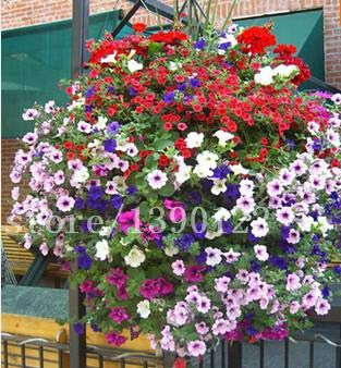 100 pz Petunia Petali Semi per Mari Giardino Petunia de Semi petunie rari per Il Giardino di Casa FAI da Te; Solo semillas