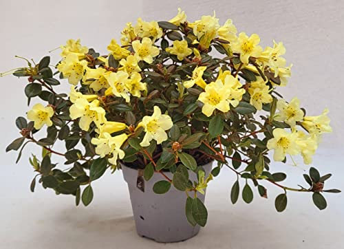 POWERS TO FLOWERS - AZALEA GIALLA, vaso 14cm Diametro, pianta vera