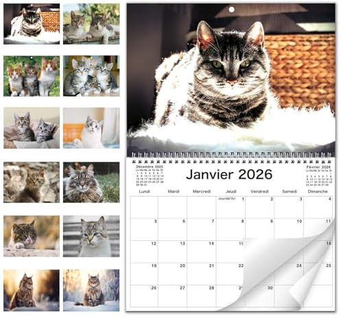ZXTGBQ Calendario Gatti da Parete 2026 Calendario Agenda Cuccioli di Gatti 12 Mesi e Planner Annuale per Organizzare Casa, Famiglia, Tavolo Studio, Ufficio, Scuola