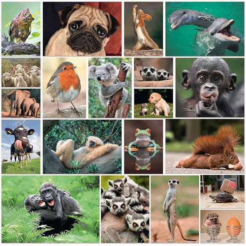 “ANIMALI DIVERTENTI IV”: Set di 20 cartoline con animali divertenti e simpatici (20 cartoline) per collezionisti e postcrossing di EDITION COLIBRI - stampato in modo ecologico, 100% emissioni zero