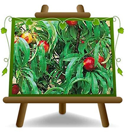 Nectarine Nana – Plante fruitière porte greffe GF 677 sur pot 26 -arbre max 100 cm - 4 ans