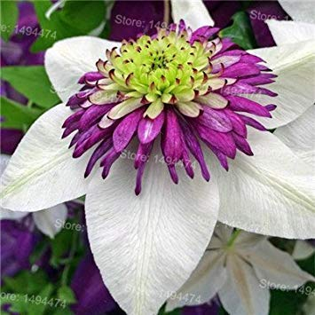 Mix Clematis Hybridas Semi Belle Clematis Piante rampicanti Sementi di Fiori Giardino Domestico di DIY 100 Semi Clematis Florida 7