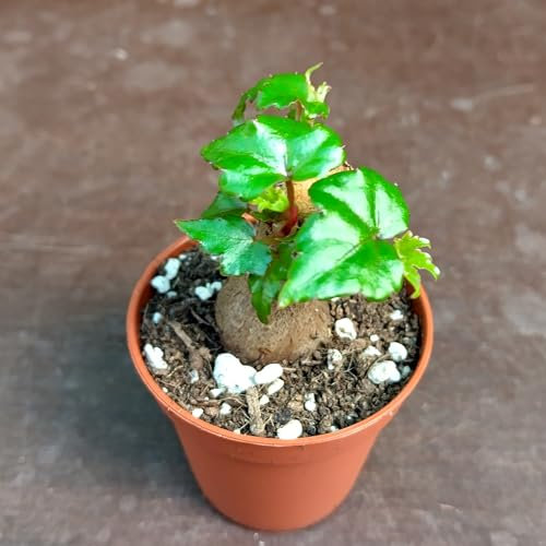 SUNNYPLANTS - Begonia dregei, Begonia Baobab, Begonia Plantas, Esquejes Begonia, Suculentas, Semillas Suculentas, Esquejes Suculentas, Plantas Suculentas, Semillas de Begonia, Caudex