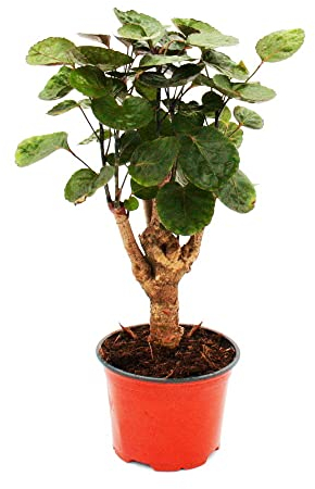 exotenherz - Plante d'intérieur facile d'entretien Pot de 12 cm