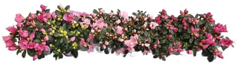Azalea Rosa |Pack 6 Unidades |DECOALIVE | Azaleas con Flores Rosa