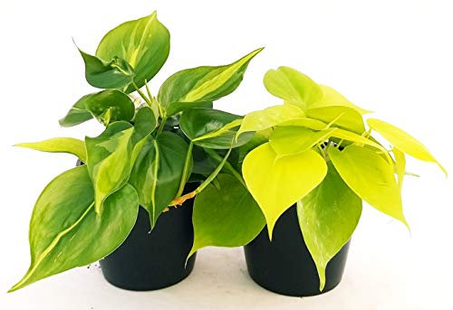 POWERS TO FLOWERS - PHILODENDRON SCANDENS BRASIL e POTHOS NEON piante vere