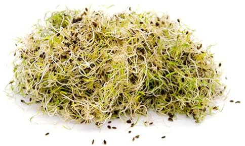 Italian Sprout - Semi per germogli - Aneto Mistral - 1 kg