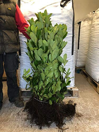 50 Cherry Laurel Hedging 2-3ft Evergreen Plants Bare Root Multi Stem A+ Grade