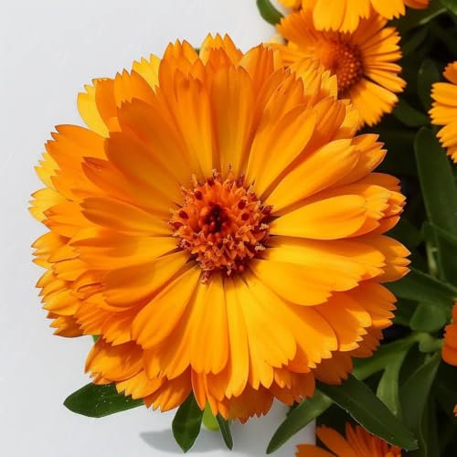 150 Semi di calendule - SemiSelvaggio Permacultura