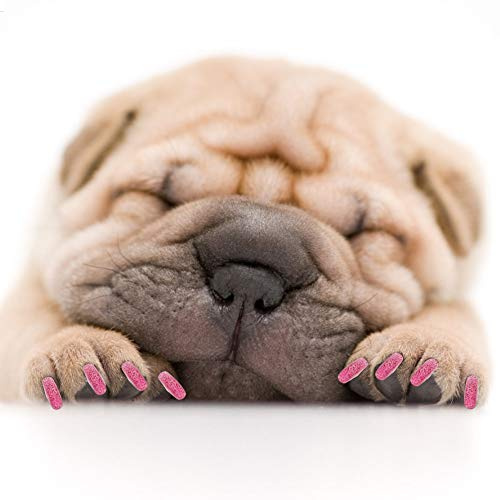 Haofy Lot de 100 Protège-Griffes pour Chien de Taille L, Violet Cristal, Couvre-Ongles en PVC Souple pour Grands Chiens de 18 à 25 LB, Kit de Toilettage Anti-Rayures pour Protection du Cadre de (XL)