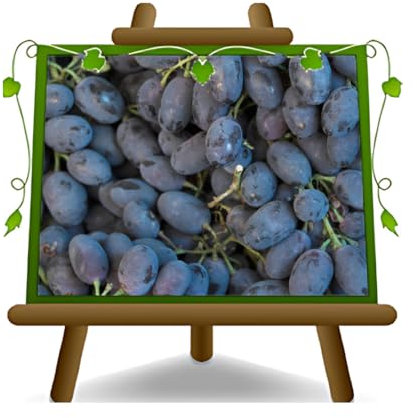 Vigne Black Magic - Plante de fruits vieux sur pot 20 - arbre max 180 cm - 2 ans