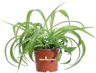 Pianta di Clorofito Pianta di Chlorophytum Comosus Green Bonnie pianta da interno Pianta Ragno pianta ornamentale foglia verde pianta ricadente pianta vera venduta da eGarden.store