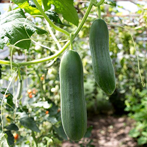 Concombre Tessa Graines - Cucumis Sativus