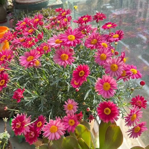 margeriten samen, blumen mehrjährig winterhart, pflanzensamen exotisch margeritensamen pflanzen, wildblumensamen sträucher winterhart, garten pflanzen winterharte steingarten pflanzen, 800pcs