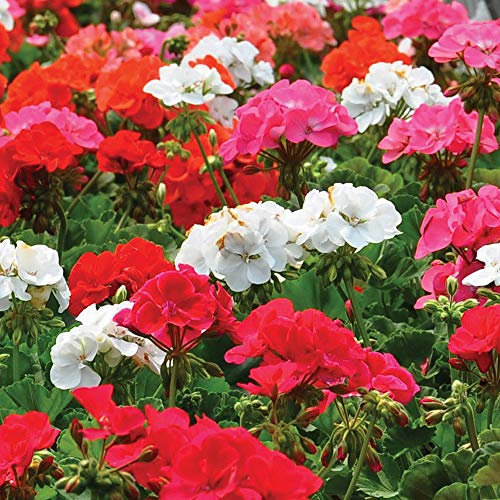 Geranium ‘Border Supreme’ F2 Hybrid 1 Packet (18 Seeds) by Thompson and Morgan