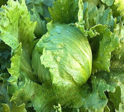 Iceberg Lettuce - Great Lakes 118-1000 Seeds + Plant tag + Freebie, Green