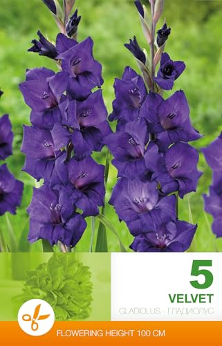 AGRONOM | GLADIOLOS - VELVET | Bulbos de flores perennes | Flores violetas | Cultivadas en jardines de flores y céspedes floridos | 5 bulbos