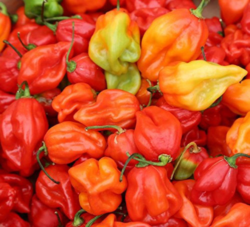 Chile Habanero - 20 Semillas