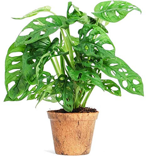 Monstera Obliqua Monkey Leaf Planta Natural en Maceta
