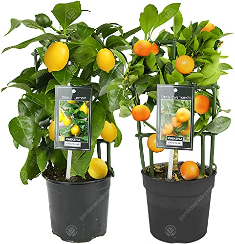 Combo Citronnier et Oranger Agrumes Frais d’intérieur en pot 12 cm