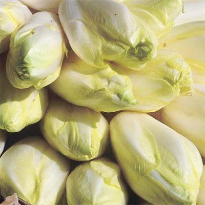 Buy4seeds 1000 Seeds Chicory Brussels Witloof Useful Easy for Grow Garden
