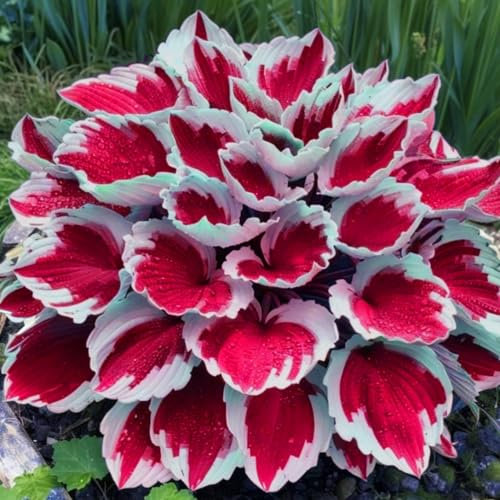200 Graines de Hosta Vivaces | Variétés Rares à Haute Germination | Fleurs d’Ombrage Décoratives pour Jardin, Balcon & Terrasse (Rouge)