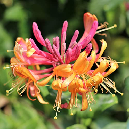 GardenersDream Lonicera Gold Flame - Chèvrefeuille Flamboyant Résistant au Froid - Plante Grimpante Jaune-Rouge - Plante Extérieur Parfumée