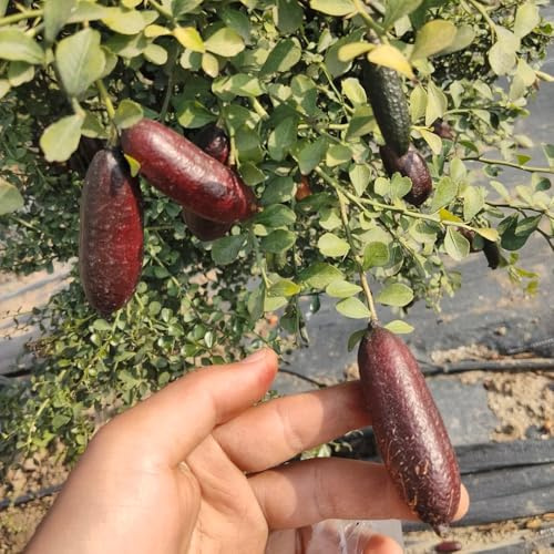 Semi di lime - semi di da frutto per gli amanti del giardino vecchie varietà frutto colonnare raro frutteto esotico resistenti da colonnari 150pcs