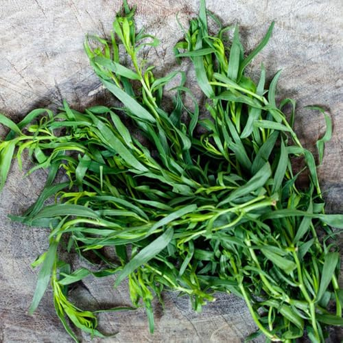 semillas de estragón jardín de exótico silvestres productos sostenibles balcón resistentes cultivo jardín resistentes jardines rocas 100pcs