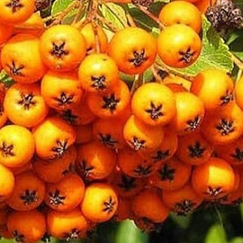 Feuerdorn 'Golden Charmer' - Pyracantha 'Golden Charmer' 60-80 C - 60-80 cm Topf