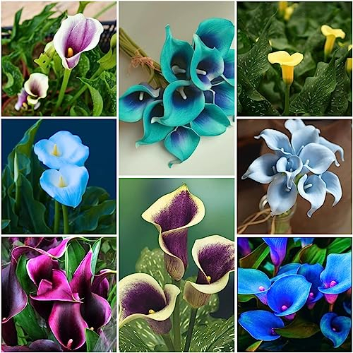 6 pcs calla blumenzwiebeln zwiebeln - blumenzwiebeln mehrjährig winterhart bloom Calla Lilien,Zantedeschia aethiopica, gartenpflanzen winterhart mehrjährig knollen pflanzendeko topfpflanzen