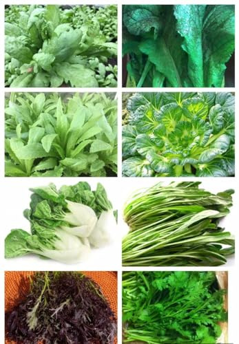 8000+ Asian Spring Greens Seeds Mix Blend Medley: shungiku; mizuna; GAI Choi, A-Choy; tatsoi; Dwarf pak Choi