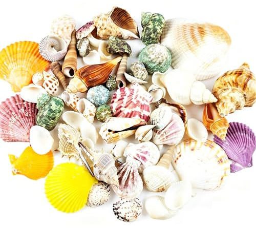 DINGFENG 18 Conchas Marinas Surtidas, 3-9 Cm, Conchas De Mar Decoracion De Colores Naturales, Conchas Marinas Grandes para DecoracióN De Bodas, Fiestas En La Playa, Fiestas En La Playa Y Bodas.