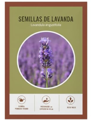 Lavanda Espliego en Semillas para Exterior y Terraza | DECOALIVE